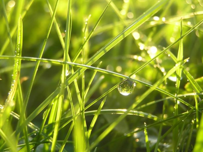 Beautiful Dew Pictures (59 pics)