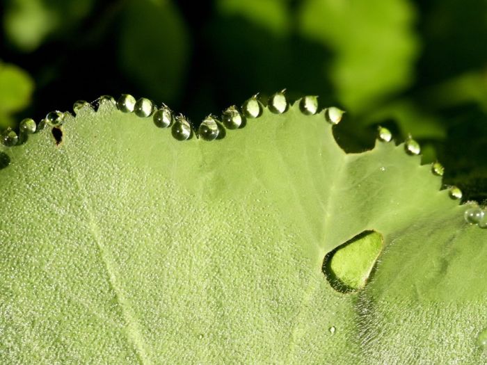 Beautiful Dew Pictures (59 pics)