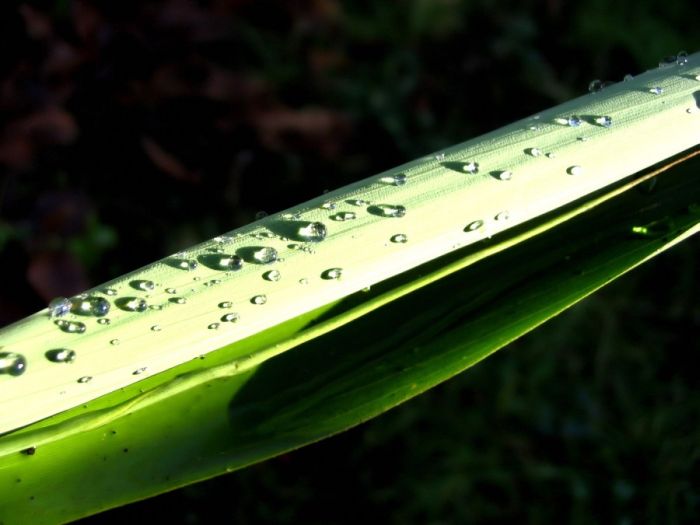 Beautiful Dew Pictures (59 pics)