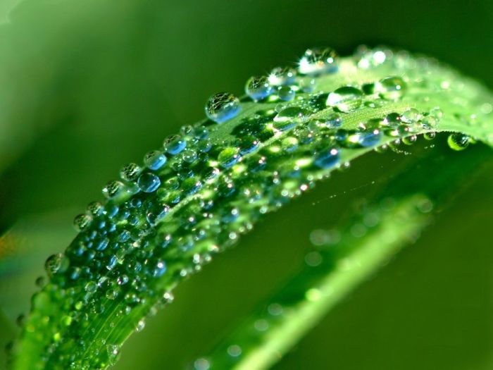 Beautiful Dew Pictures (59 pics)