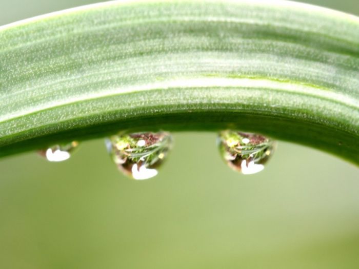 Beautiful Dew Pictures (59 pics)