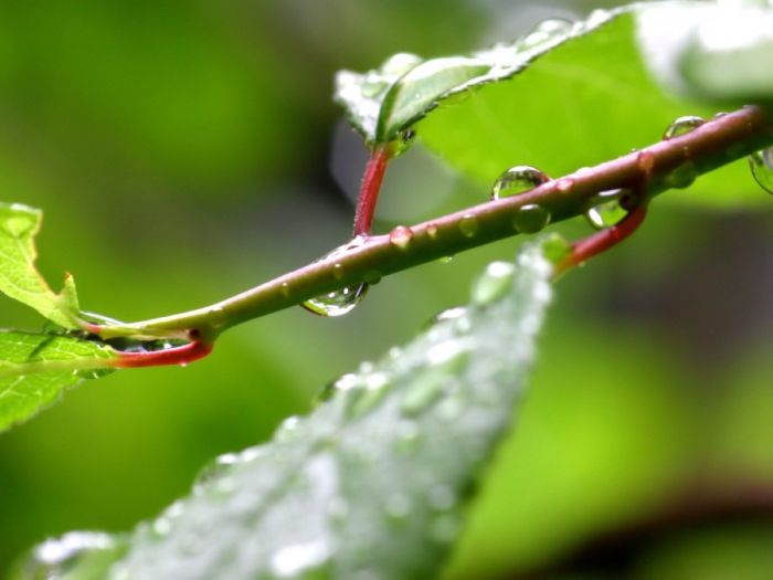 Beautiful Dew Pictures (59 pics)