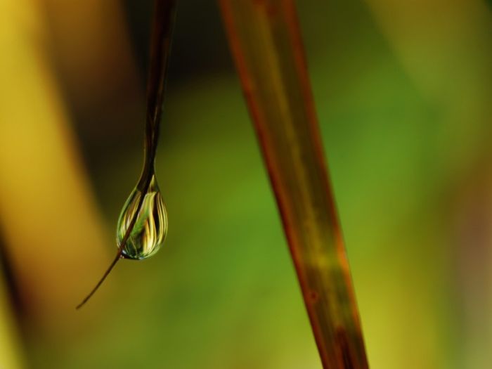 Beautiful Dew Pictures (59 pics)