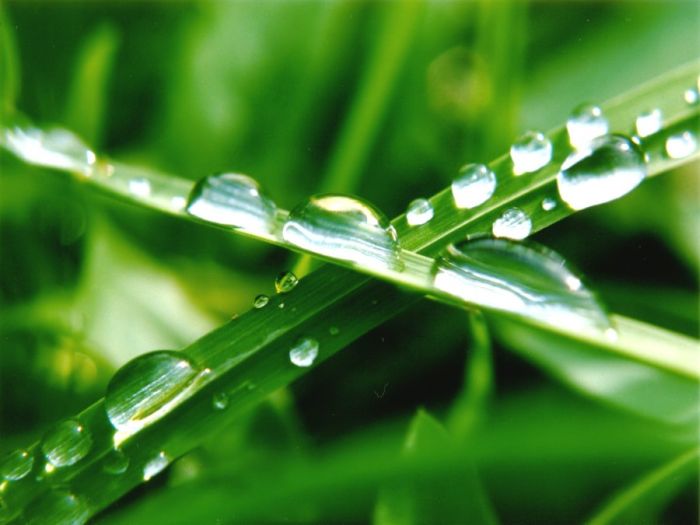 Beautiful Dew Pictures (59 pics)