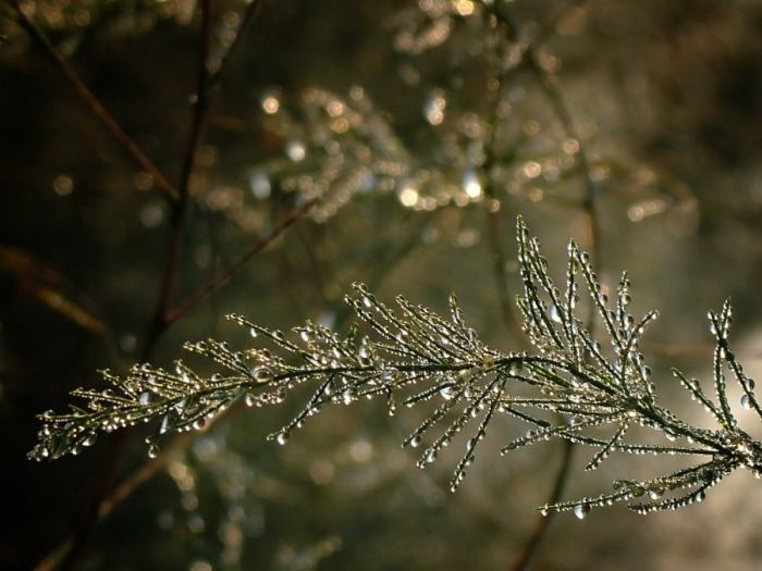 Beautiful Dew Pictures (59 pics)