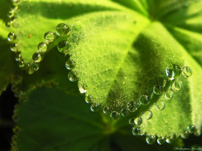 Beautiful Dew Pictures (59 pics)