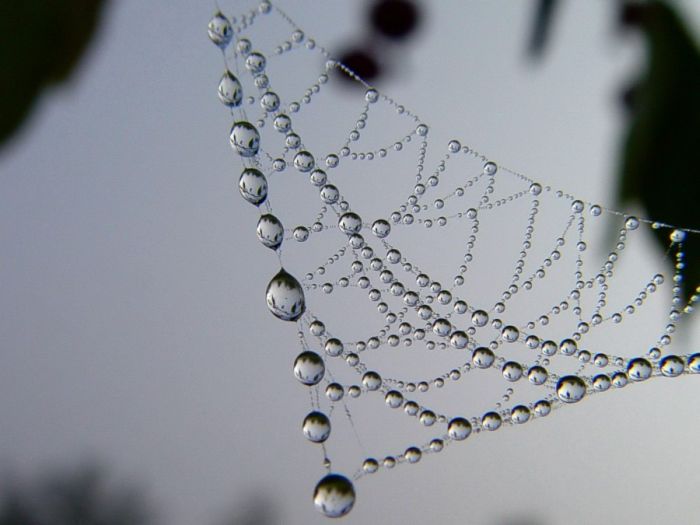 Beautiful Dew Pictures (59 pics)