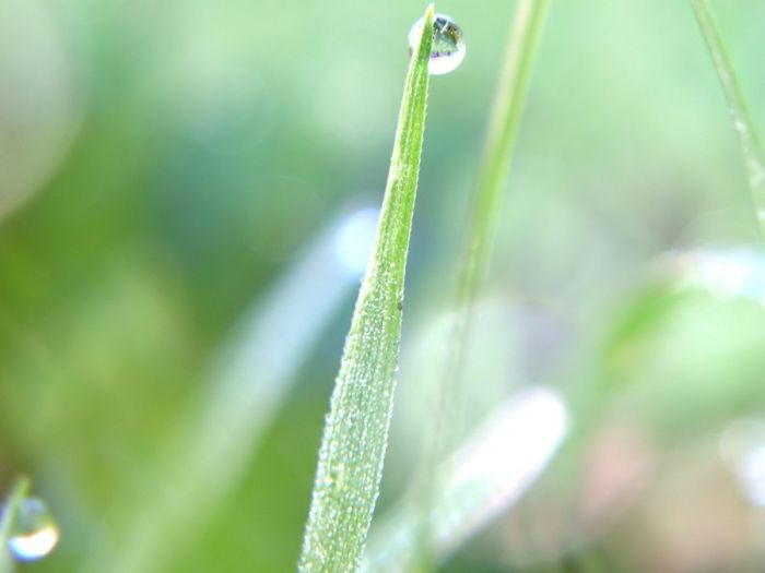 Beautiful Dew Pictures (59 pics)