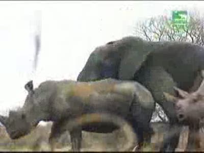 Elephant Has Sex With Rhino.