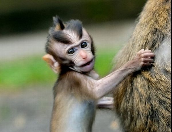 Monkeys With Mohawks (30 pics)