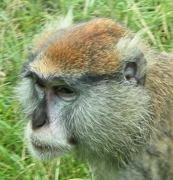 Monkeys With Mohawks (30 pics)