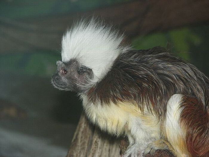 Monkeys With Mohawks (30 pics)