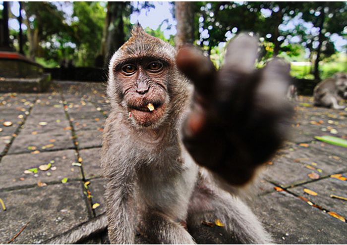 Monkeys With Mohawks (30 pics)