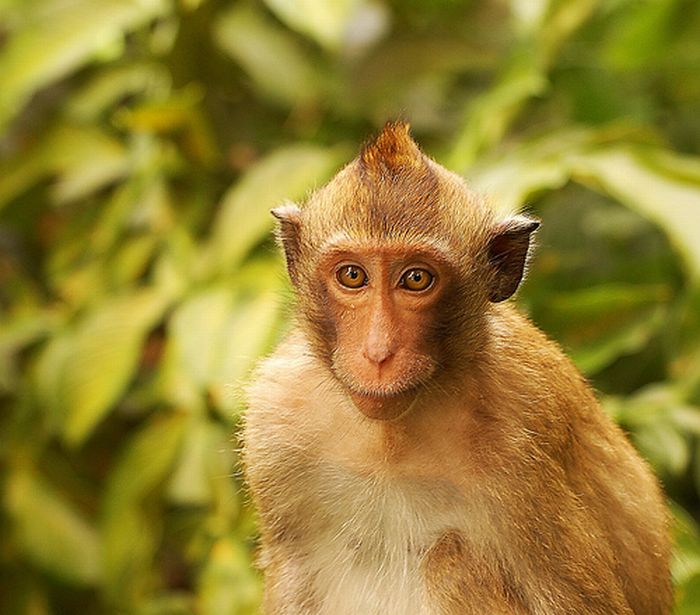 Monkeys With Mohawks (30 pics)