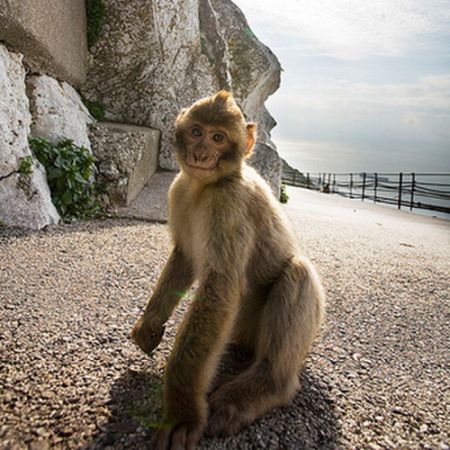 Monkeys With Mohawks (30 pics)