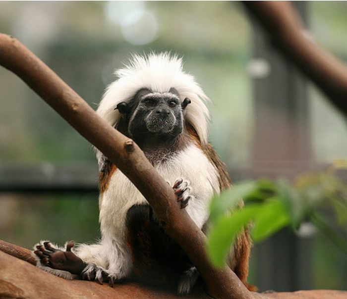 Monkeys With Mohawks (30 pics)