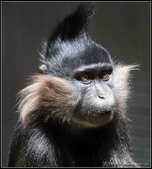 Monkeys With Mohawks (30 pics)