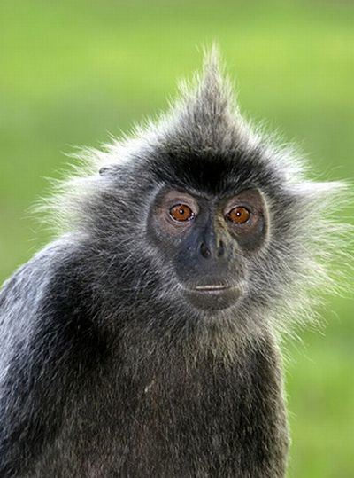 Monkeys With Mohawks (30 pics)