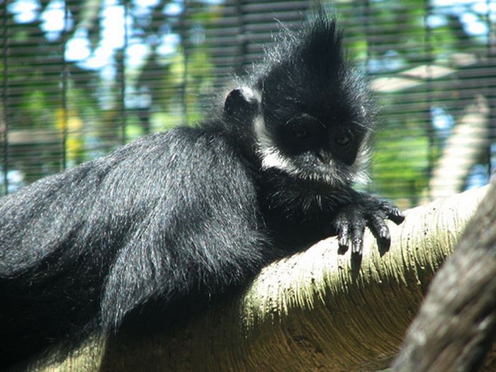 Monkeys With Mohawks (30 pics)