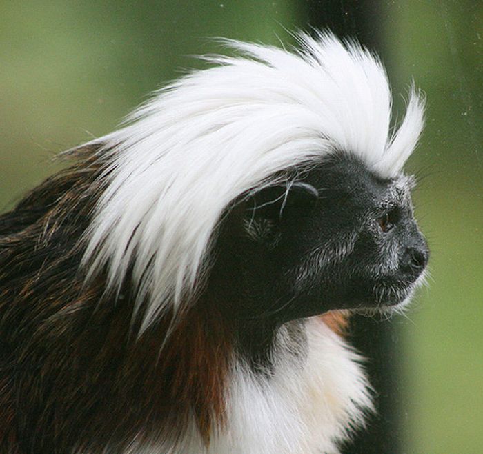 Monkeys With Mohawks (30 pics)