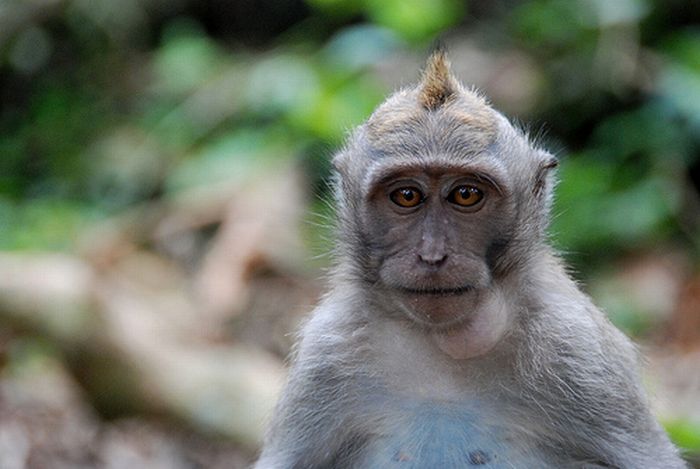 Monkeys With Mohawks (30 pics)