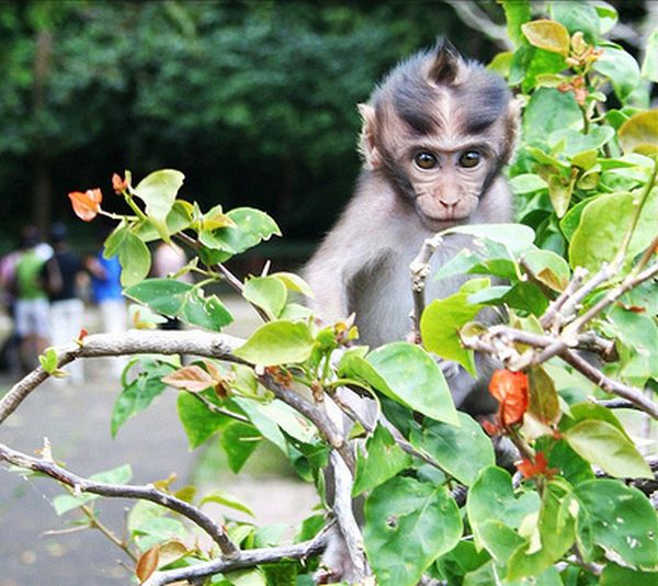 Monkeys With Mohawks (30 pics)