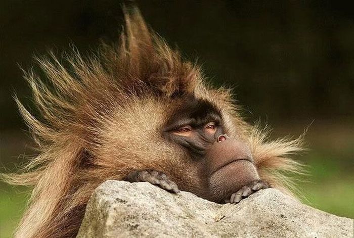 Monkeys With Mohawks (30 pics)