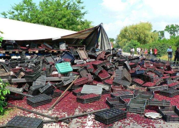 Truck Full of Cherries Accident (12 pics)