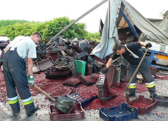 Truck Full of Cherries Accident (12 pics)