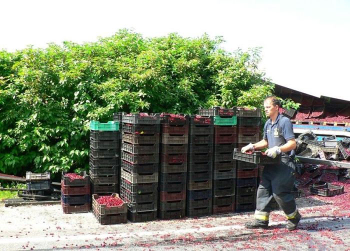 Truck Full of Cherries Accident (12 pics)