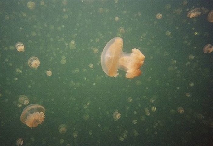 Jellyfish Lake (20 pics)