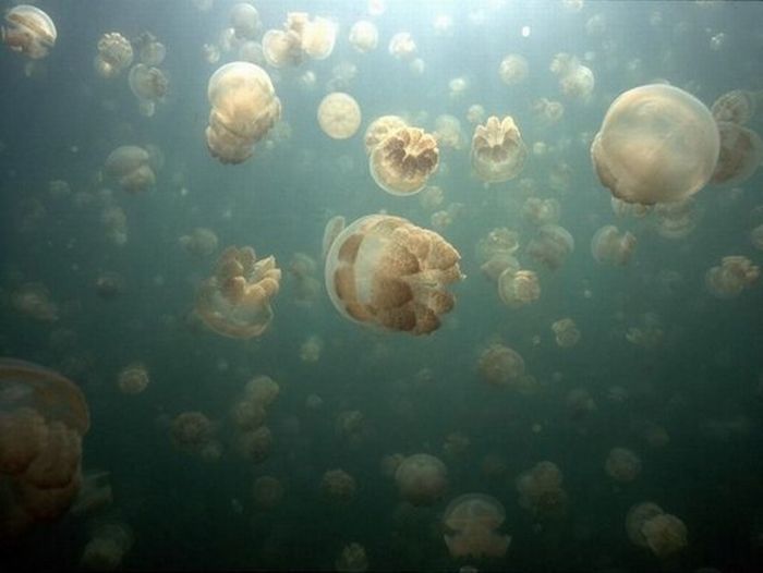 Jellyfish Lake (20 pics)