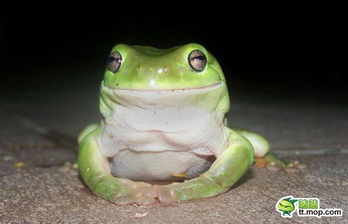 This Cute Frog is a Very Dangerous Predator (9 pics)