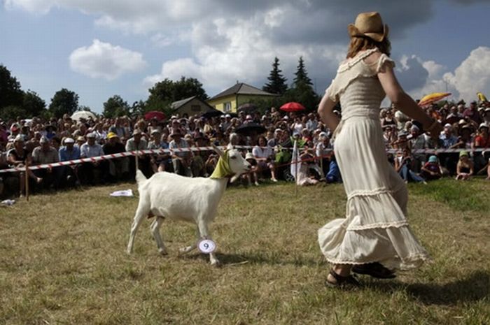 Goat Beauty Contest (7 pics)