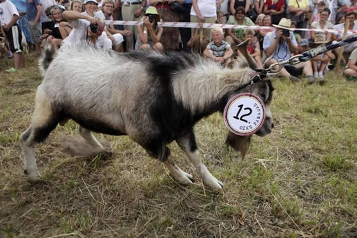 Goat Beauty Contest (7 pics)