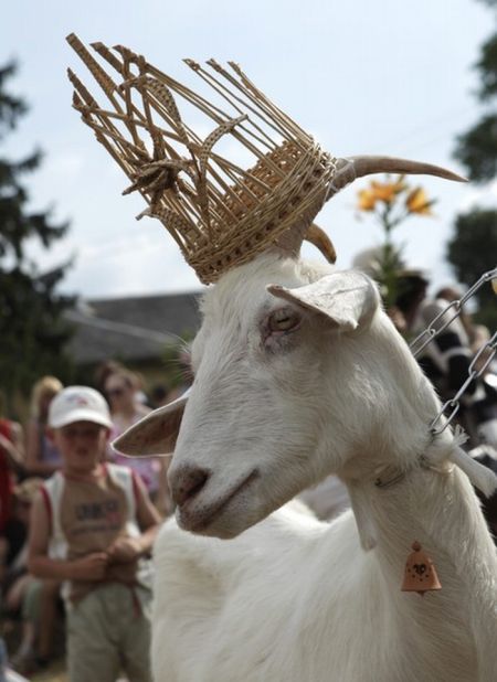 Goat Beauty Contest (7 pics)