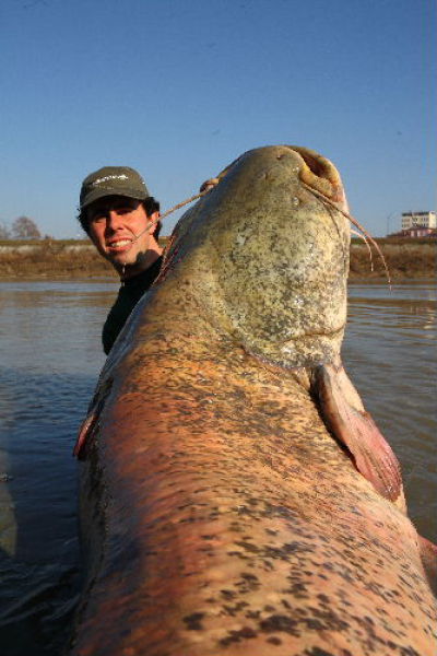 What a Catch. A Giant Catfish (9 pics)