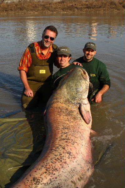 What a Catch. A Giant Catfish (9 pics)