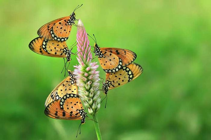 Beautiful Photos of Insects (20 pics)