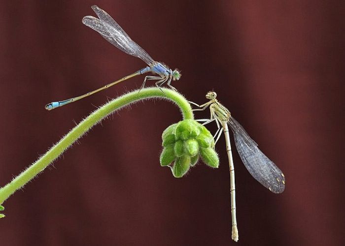 Beautiful Photos of Insects (20 pics)