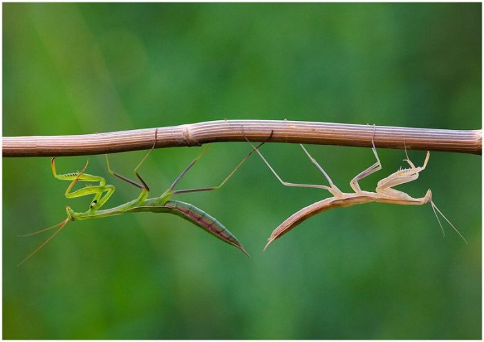 Beautiful Photos of Insects (20 pics)