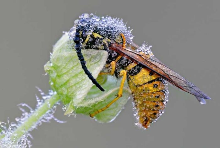 Beautiful Photos of Insects (20 pics)