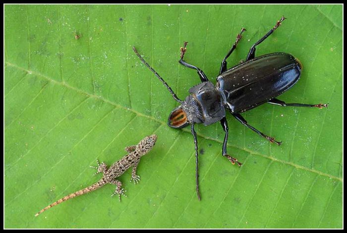 Beautiful Photos of Insects (20 pics)