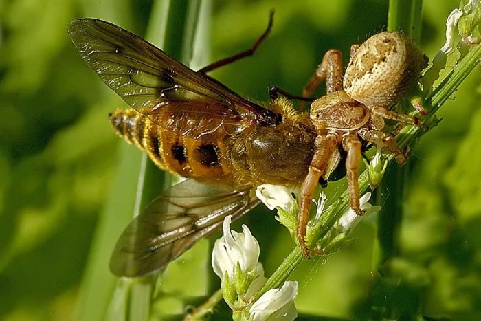 Beautiful Photos of Insects (20 pics)