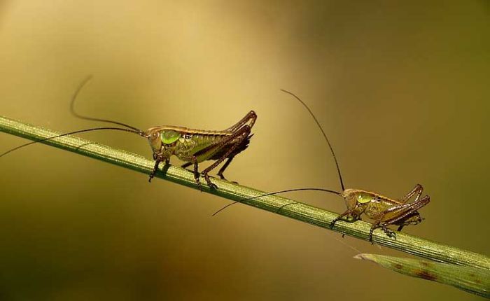 Beautiful Photos of Insects (20 pics)