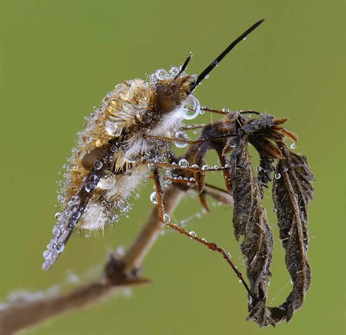 Beautiful Photos of Insects (20 pics)