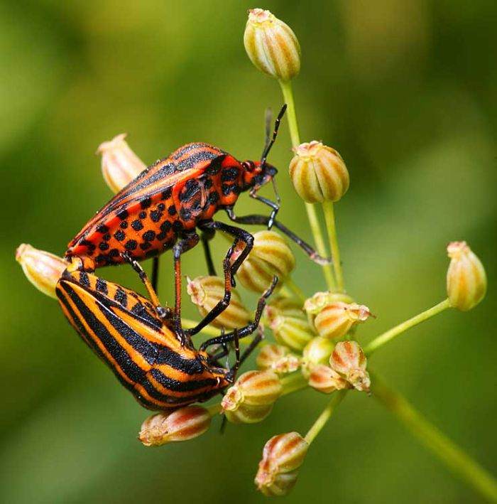 Beautiful Photos of Insects (20 pics)