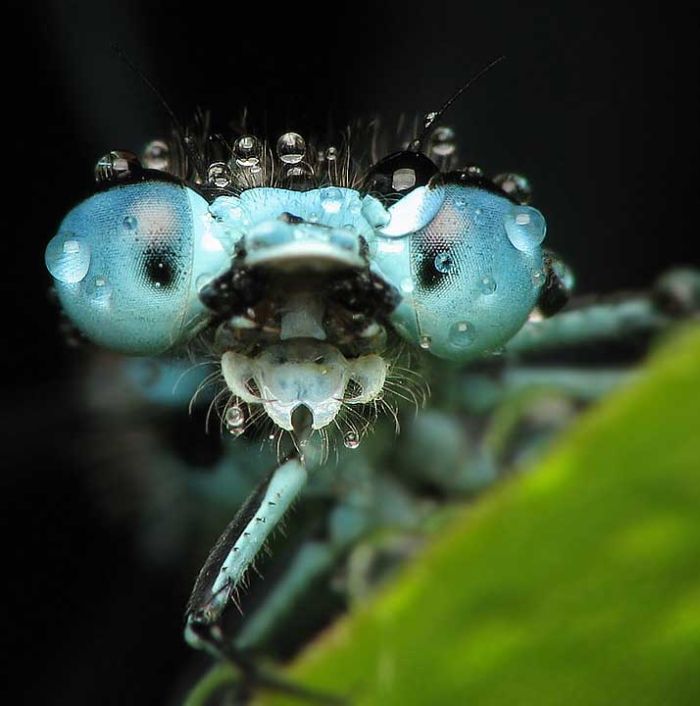 Beautiful Photos of Insects (20 pics)