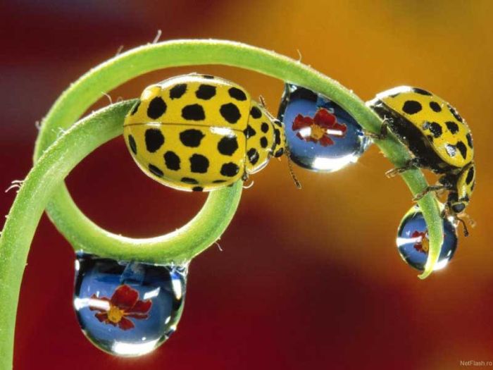 Beautiful Photos of Insects (20 pics)