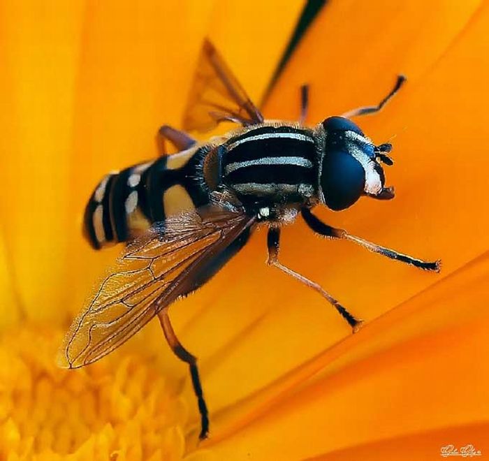 Beautiful Photos of Insects (20 pics)